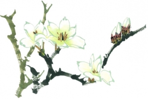 手绘玉兰花