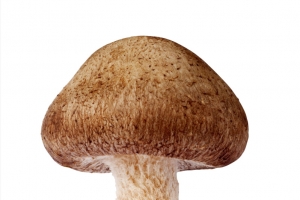 一朵香菇