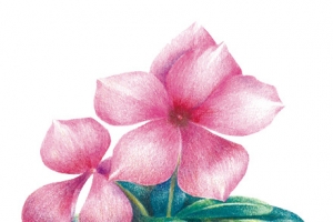 花儿