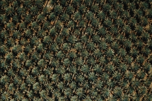 植物 草 表面 4k壁纸 3840x2160