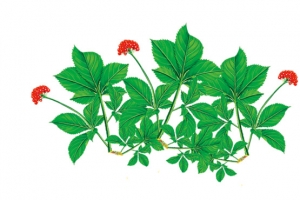 高清人参花素材