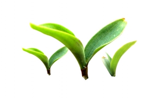小草