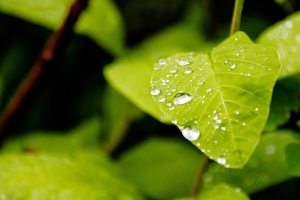 叶子 水滴 雨 宏 植物 4k壁纸 3840x2160