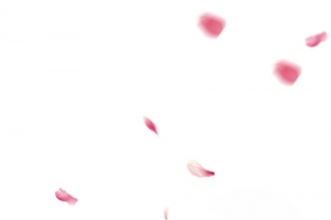 花辨，飘浮，粉，唯美