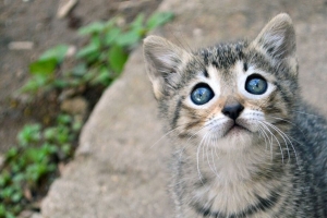 小猫 猫 视觉 可爱 婴儿 4k壁纸 3840x2160