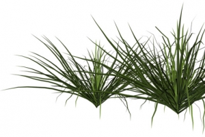 长在河边的小草