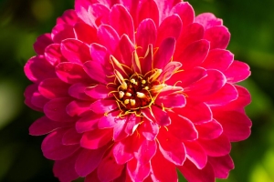 百日草 花 红色 宏观 花瓣 4k壁纸 3840x2160