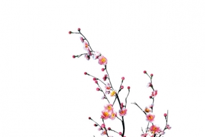梅花花枝