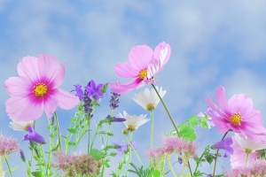 五彩缤纷的花卉图片