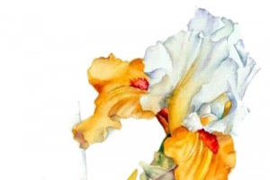 手绘花卉
