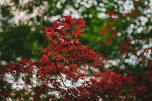 枫木 树枝 模糊 树叶 4k壁纸 3840x2160