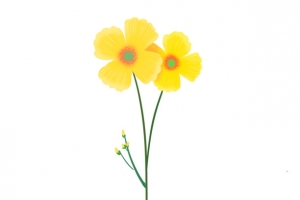 手绘春天植物黄色小花
