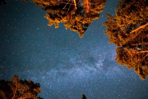 星空 星星 夜晚 树木 仰视 4k壁纸 3840x2160