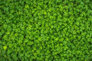 叶子 植物 绿色 明亮 表面 4k壁纸 3840x2160