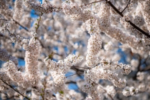 樱桃 花 树枝 春天 树 4k壁纸 3840x2160