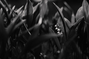铃兰 花 黑白 植物 开花 4k壁纸 3840x2160