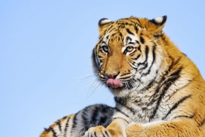 老虎 突出的舌头 大猫 捕食者 石头 4k壁纸 3840x2160