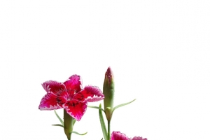 石竹花