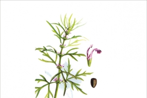 草药