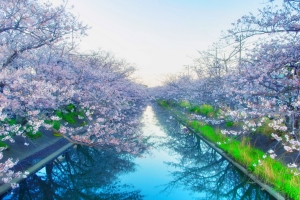 河岸边的花6k风景摄影图片