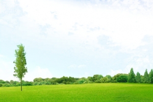 天空草地