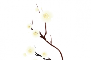 一支白色梅花