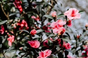 天竺葵 花 灌木 开花 模糊 4k壁纸 3840x2160