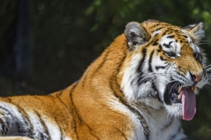 老虎 捕食者 动物 突出的舌头 大猫 4k壁纸 3840x2160