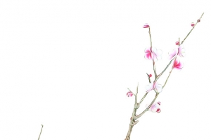 小鸟