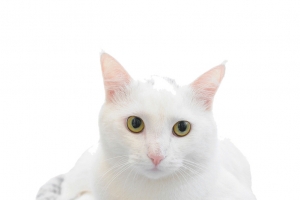 雪白的小猫