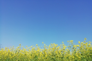 蓝天下的油菜花