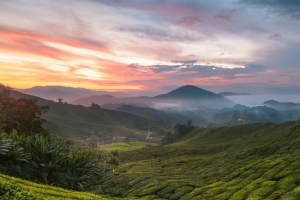 高地茶园风景 4k壁纸 3840x2160