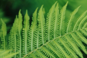 绿色蕨类植物 护眼 3440x1440带鱼屏壁纸