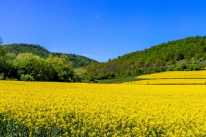 油菜花背景