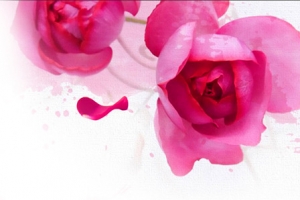 粉色绽放玫瑰花瓣