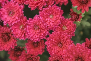 菊花 花朵 红色 开花 植物 4k壁纸 3840x2160