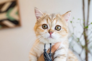 猫 宠物 一瞥 手 4k壁纸 3840x2160