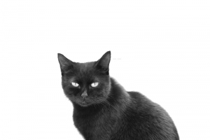 黑色波斯猫
