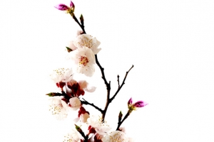 花瓶