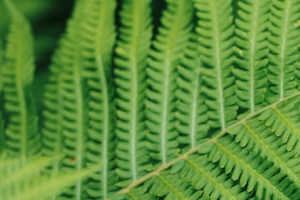 绿色蕨类植物5120x1440超宽屏高清护眼双屏壁纸免费下载