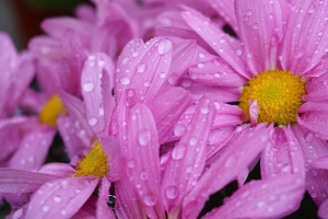 雏菊 花 水滴 粉红色 宏观 4k壁纸 3840x2160