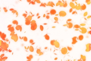 黄色花瓣