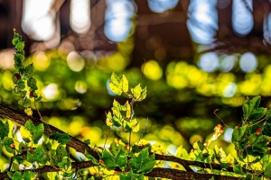 树叶 植物 树枝 眩光 模糊 4k壁纸 3840x2160