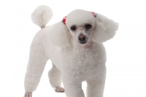 可爱贵妇犬