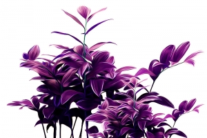 紫花 紫草