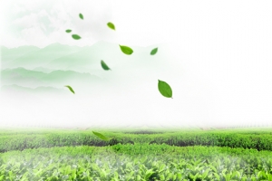 小清新茶叶背景海报banner