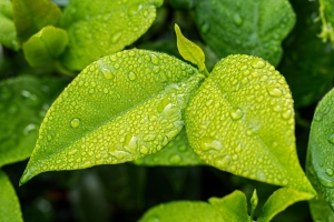 绿色叶子 绿色的树叶 自然 植物 5K壁纸