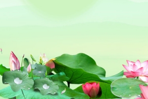 荷花荷叶banner海报背景