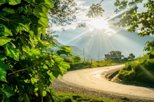户外道路森林绿色植物平面广告