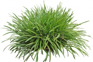 景观植物沿阶草灌木丛